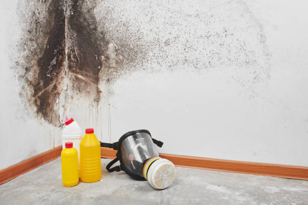 Best Home Mold Removal  in Pine Bluffs, WY