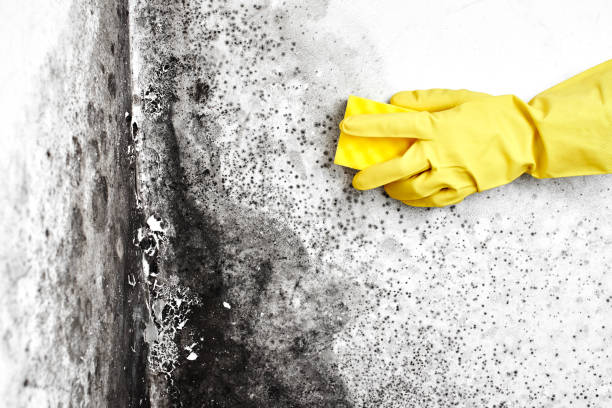 Best Mold Removal Company Near Me  in Pine Bluffs, WY