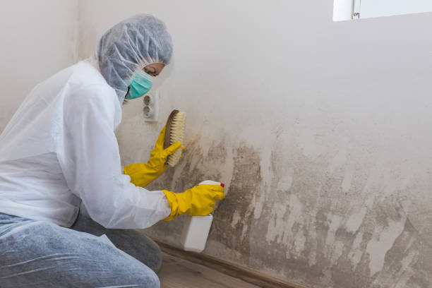 Best Attic Mold Removal  in Pine Bluffs, WY
