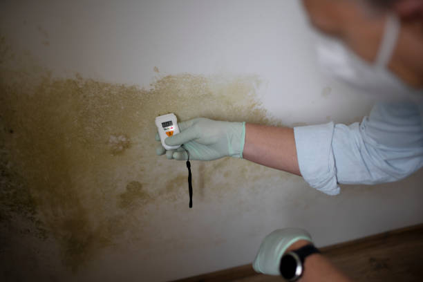 Best Toxic Mold Removal  in Pine Bluffs, WY