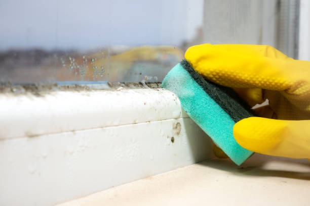 Best Black Mold Removal  in Pine Bluffs, WY