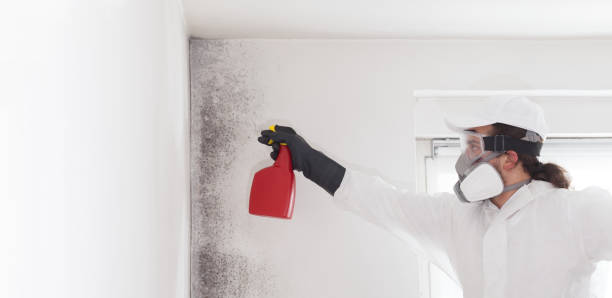 Best Attic Mold Removal  in Pine Bluffs, WY