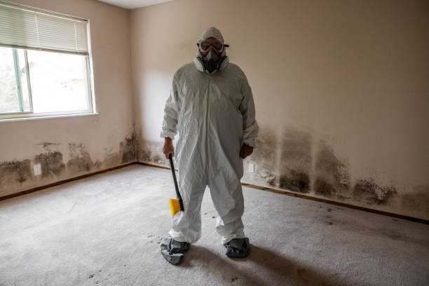 Best Toxic Mold Removal  in Pine Bluffs, WY