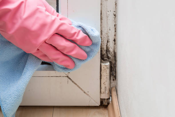 Best Mold Remediation Services  in Pine Bluffs, WY